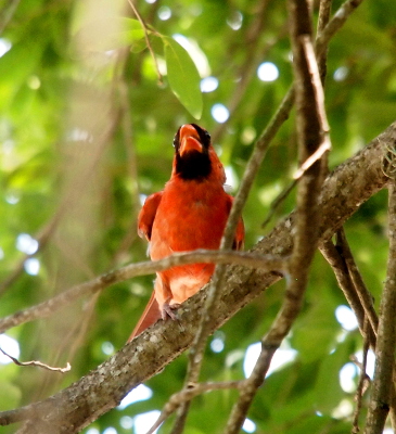[A view from just below a male cardinal on a branch with his beak open. The black around his beak extends long enough under it that it appears to be a full beard.]